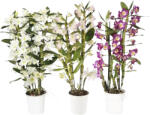 FloraSelf Orhidee FloraSelf Dendrobium nobile H 50-65 cm ghiveci Ø 12 cm 3 tije diferite culori (5-2L-3B-4B-MAR-DN1003B0IC)