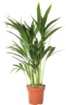 FloraSelf Palmier FloraSelf Dypsis lutescens H 70-80 cm ghiveci Ø 17 cm (5-2N-3C-4B-MAR-MARDYP17)