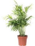 FloraSelf Palmierul pitic FloraSelf Chamaedorea elegans H 45-55 cm ghiveci Ø 12 cm (5-2L-3B-4B-MAR-MARCHA12)