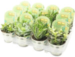 FloraSelf Arborele de bani FloraSelf Crassula-Cultivars H 15-20 ghiveci Ø 12 cm, diferite soiuri (3-2J-3A-4C-MAR-033301200CLG)