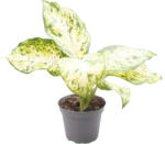 FloraSelf Dieffenbachia Mix H ca. 12 cm ghiveci Ø 6 cm diferite sortimente (3-2L-3B-4B-MAR-5840)