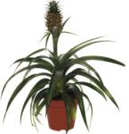 FloraSelf Ananas FloraSelf H 45-55 cm ghiveci Ø 12 cm (5-2L-3B-4B-MAR-COR-FD6/MHB)