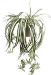 Mica Plantă artificială Chlorophytum MICA verde (918252)