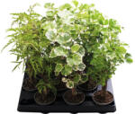 FloraSelf Aralia Mix FloraSelf Polyscias H ca. 18 cm ghiveci Ø 6 cm (3-2L-3B-4B-MAR-65360)