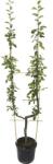 FloraSelf Bio Bio Pom fructifer păr pe spalier formă U FloraSelf Bio Pyrus communis H 100-150 cm Co 10 L (X-HOF-202307139)
