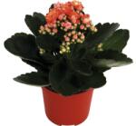 FloraSelf Kalanchoe mix H 15-20 cm ghiveci Ø 7 cm (3-2G-3B-4B-MAR-HB ROS7 GL-OR)