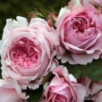 Kordes® Роза Alexandra® - Princesse de Luxembourg - Kordes®