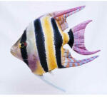 EnergoTeam Pillow The Freshwater Angelfish 51cm (e-74175976)