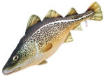 EnergoTeam Pillow The Atlantic Cod 75cm (e-74175075)