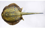EnergoTeam Pillow The Bluespotted Stingray 85cm (e-74175372)