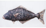 EnergoTeam Pillow The Halibut 72cm (e-74780217)