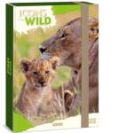 Ars Una Ars Una: Icons of the Wild Lions A/4 füzetbox (50855049)