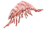 EnergoTeam Pillow The Tiger Prawn 65cm (e-74780453)