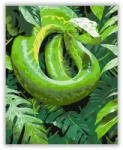 Számfestő Zöld Mamba a Dzsungel Indáin - számfestő készlet (crea6199)