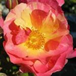 Rosa Citrus Splash cserepes rózsa