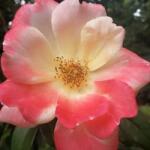  Rosa Roseromantic® cserepes rózsa