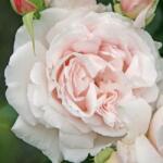  Rosa Constanze Mozart® cserepes rózsa