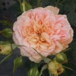  Rosa Jelena cserepes rózsa