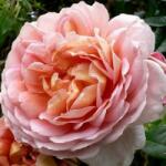 Rosa Delpabra cserepes rózsa