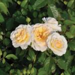  Rosa Tisa cserepes rózsa