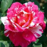  Rosa Delstrobla cserepes rózsa