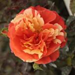  Rosa Papagena cserepes rózsa