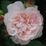  Rosa Grüss an Aachen cserepes rózsa