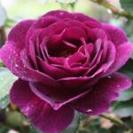  Rosa Weksmopur cserepes rózsa