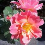  Rosa Edouard Guillot cserepes rózsa
