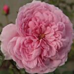  Rosa Fluffy Ruffles cserepes rózsa