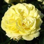  Rosa Solero ® cserepes rózsa
