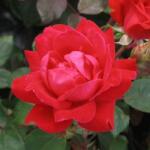  Rosa Double Knock Out® cserepes rózsa