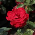  Rosa Nina Weibull® cserepes rózsa