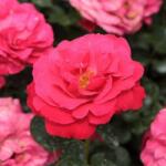  Rosa Dauphine cserepes rózsa