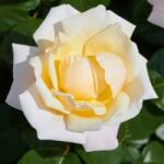  Rosa Baroniet Rosendal cserepes rózsa