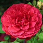  Rosa Pompadour Red cserepes rózsa