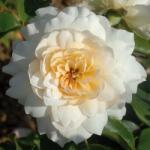  Rosa Nadine Xella-Ricci cserepes rózsa