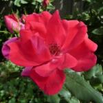  Rosa Knock Out® cserepes rózsa