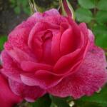  Rosa Morden Ruby cserepes rózsa