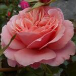  Rosa Botticelli ® cserepes rózsa