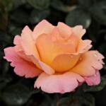  Rosa Animo cserepes rózsa
