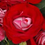  Rosa Rose Der Einheit® cserepes rózsa
