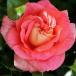  Rosa Sommersonne® cserepes rózsa