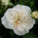  Rosa Petticoat® cserepes rózsa