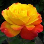  Rosa Samba® cserepes rózsa