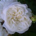  Rosa Weisse Gruss an Aachen cserepes rózsa