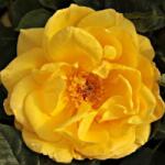  Rosa Goldbeet cserepes rózsa