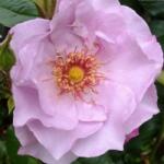  Rosa Odyssey cserepes rózsa