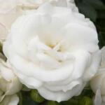  Rosa White Magic cserepes rózsa