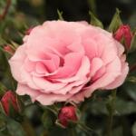  Rosa Regéc cserepes rózsa